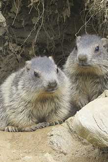 marmottes, guide montagne, alain sarda